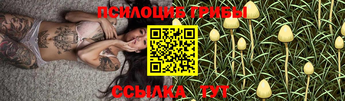 Галлюциногенные грибы Psilocybe  продажа наркотиков  Новоалександровск  Вход с VPN 